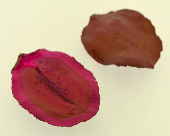 Boca de sapo mini (casca jacarandá) - Rosa (5 Peças)